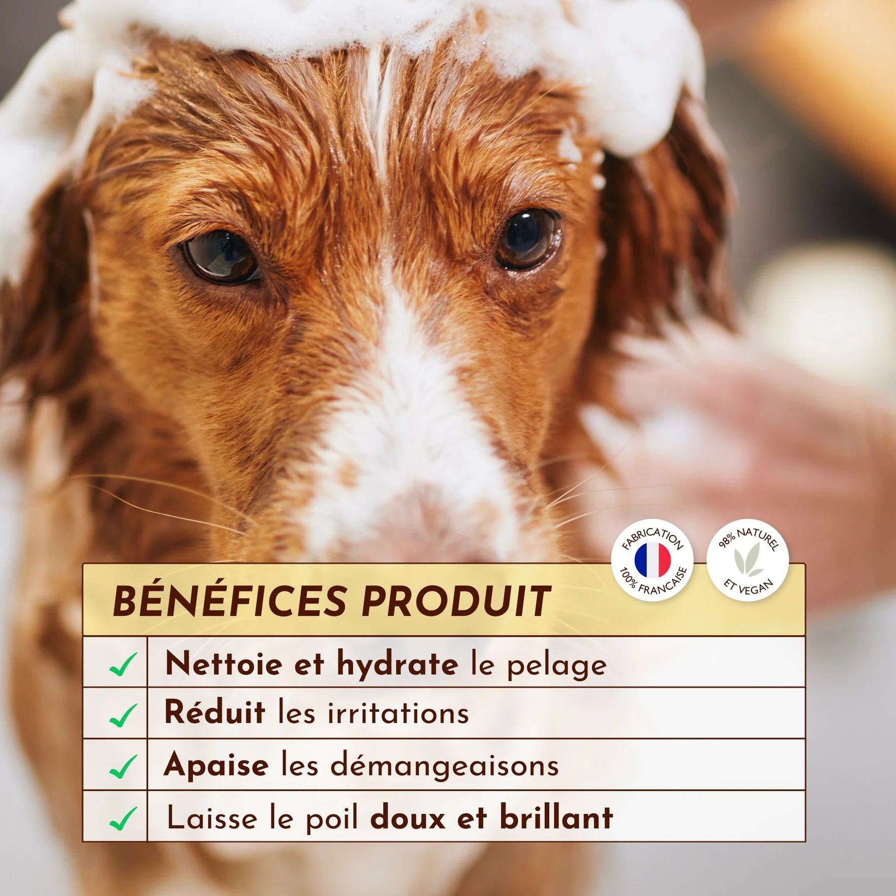 Shampoing anti démangeaison chien liquide - Dexter&Mango