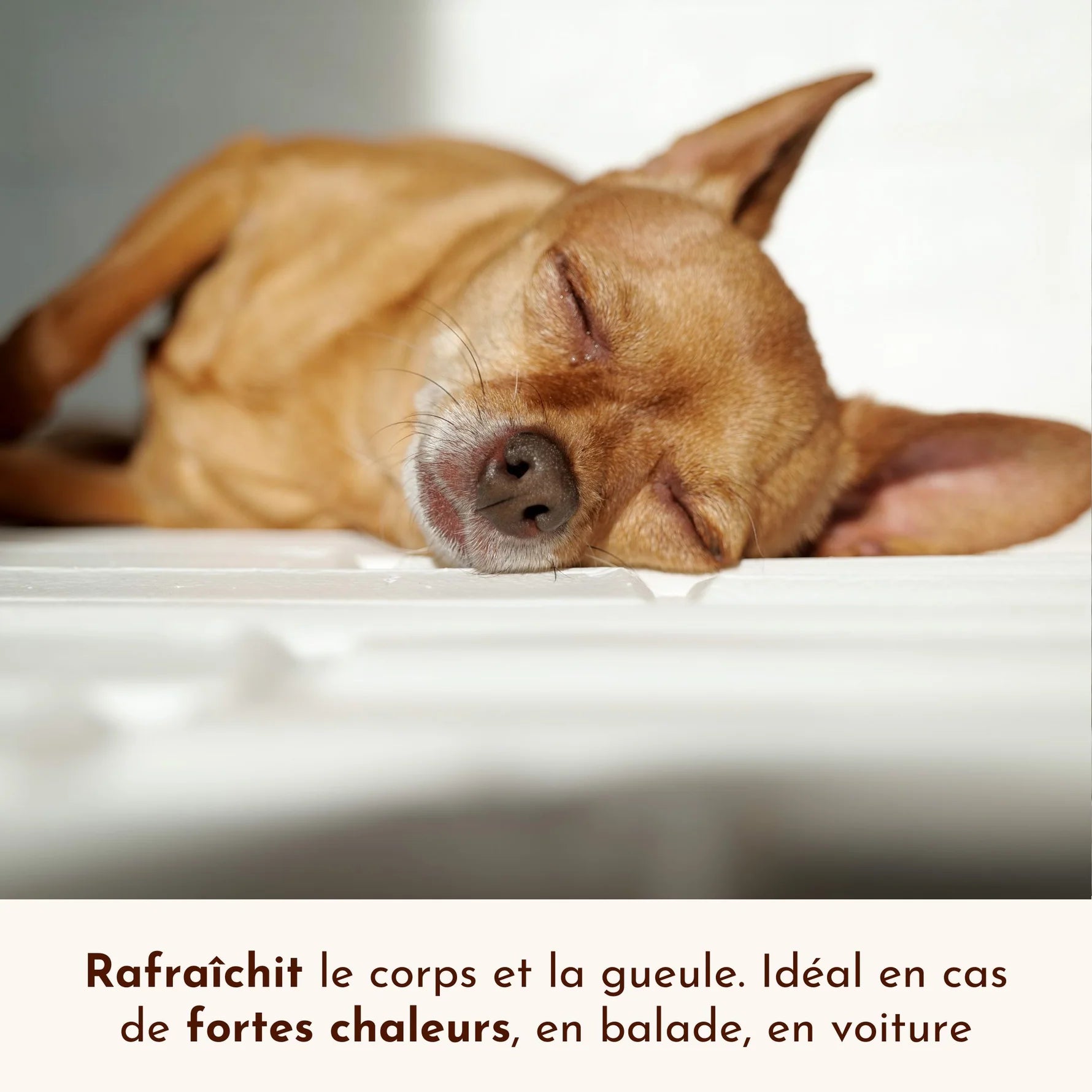 Brume pour chien rafraîchissante - Dexter&Mango