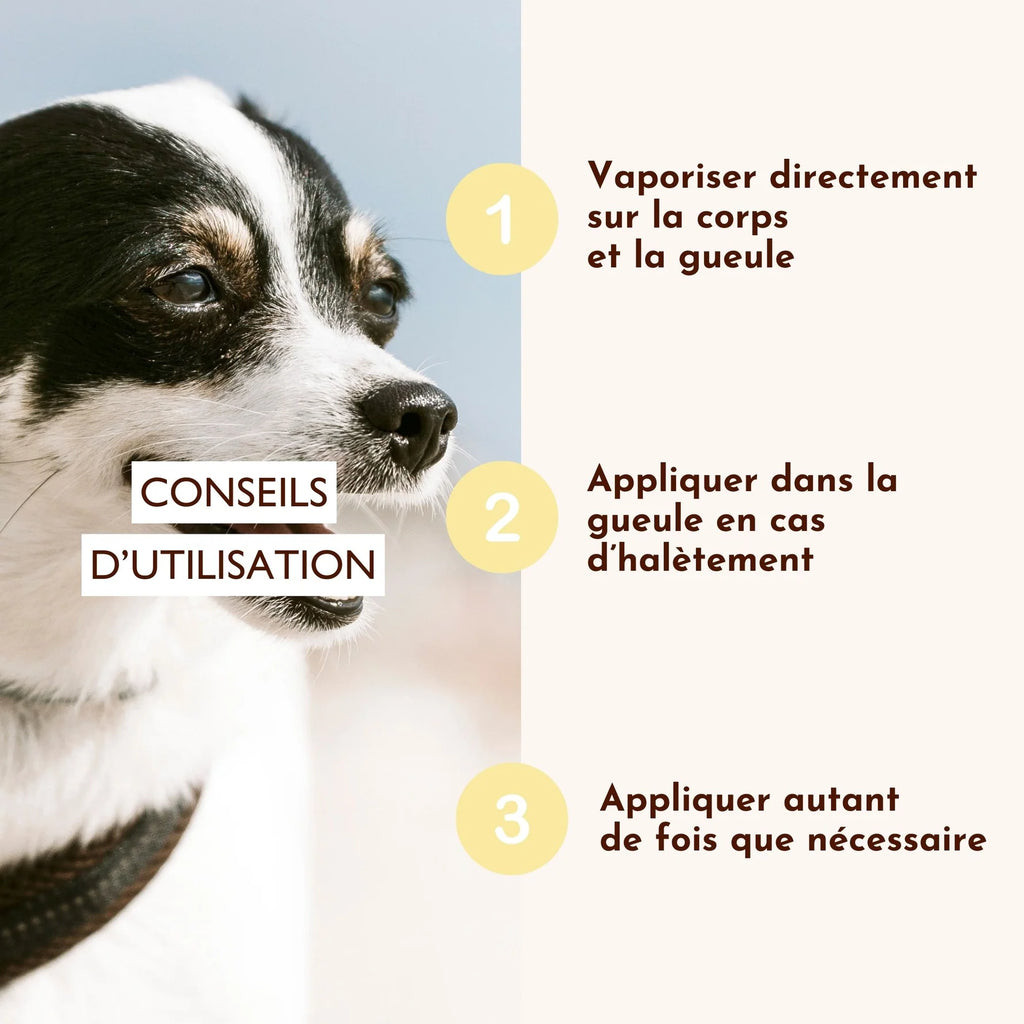 Brume pour chien rafraîchissante - Dexter&Mango