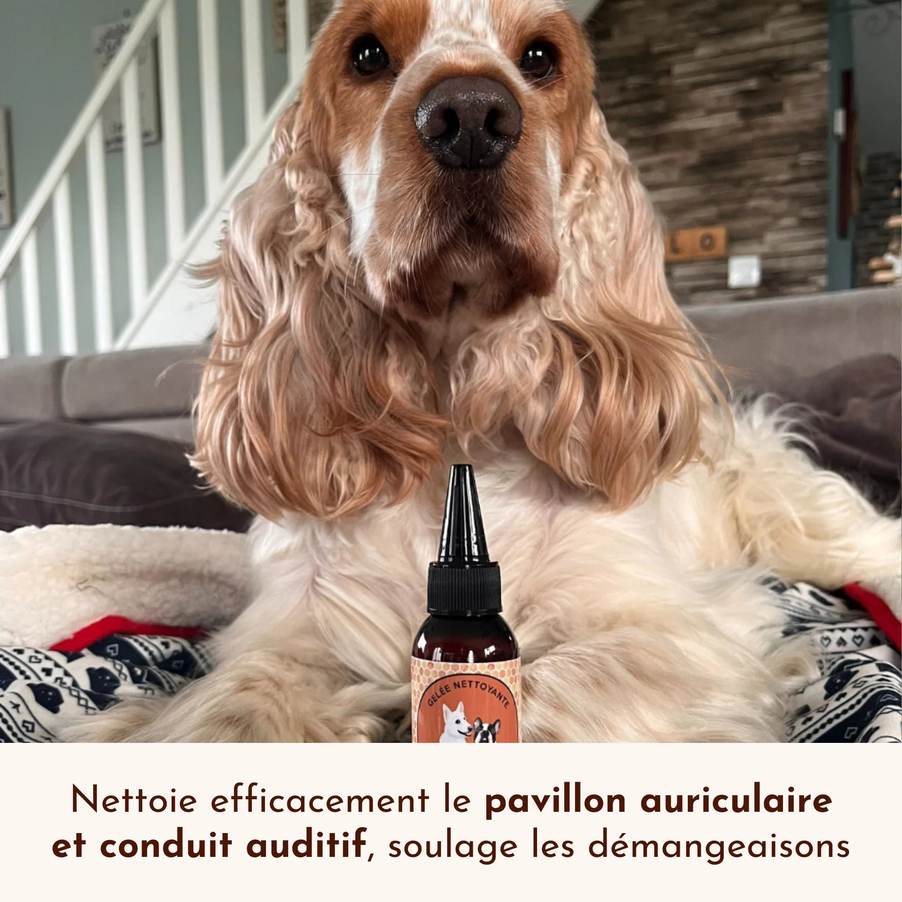 Nettoyant oreille chien - Dexter&Mango