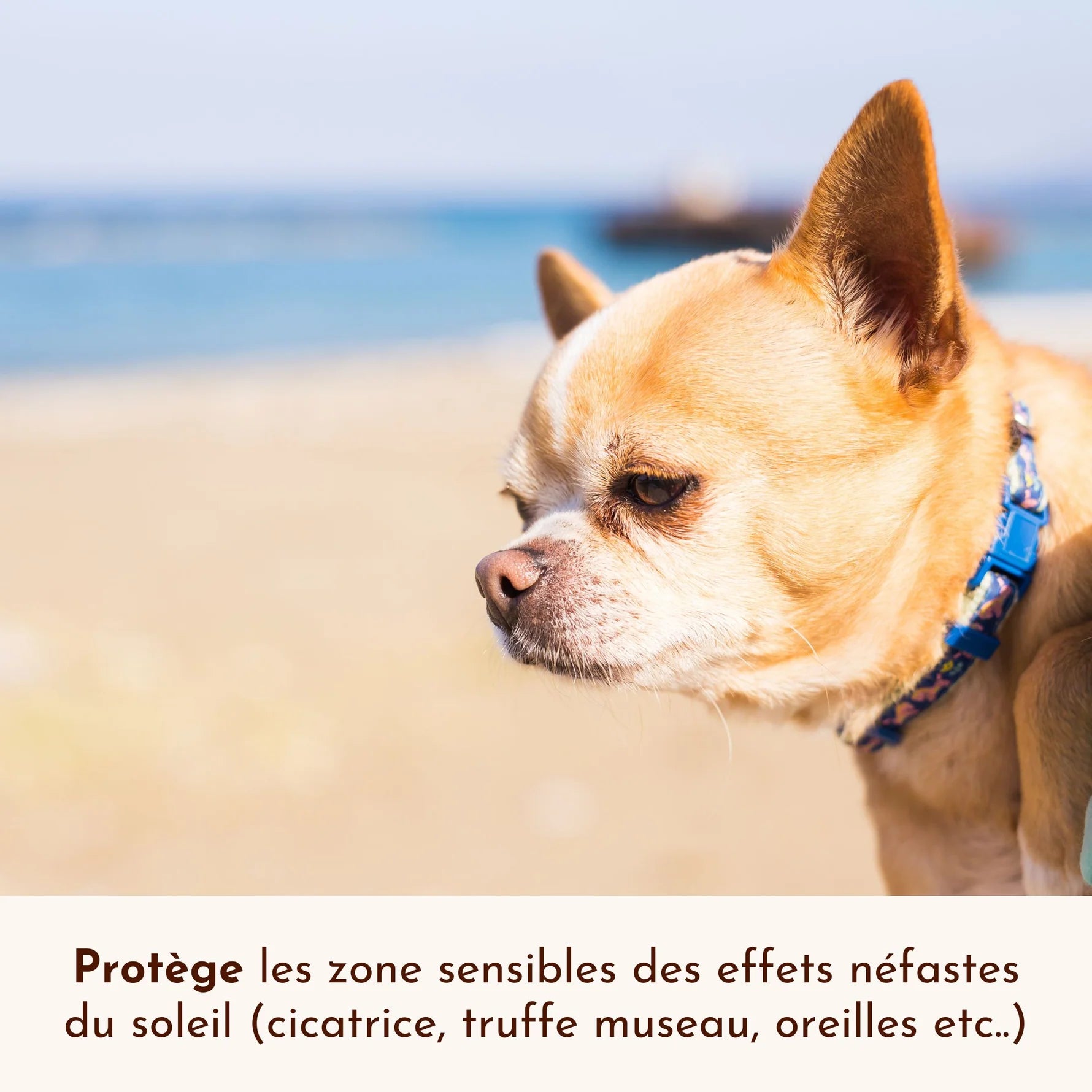 Crème solaire chien et chat SPF30 - Dexter&Mango