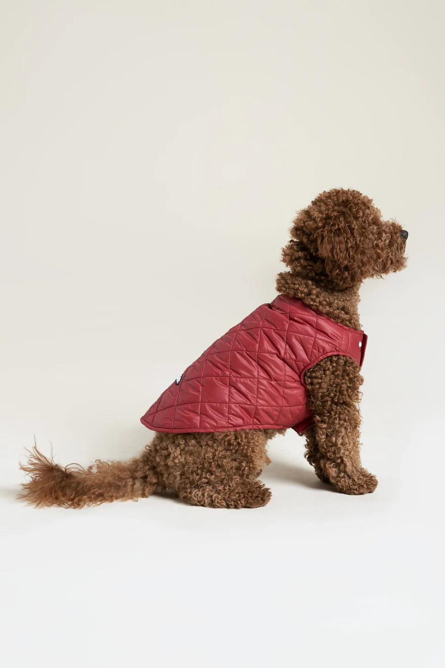 Doudoune pour chien - Flotte.