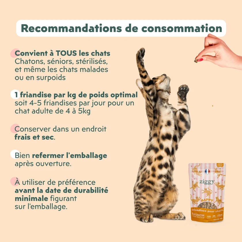 Friandises Happy Chat & Chaton - Ziggy