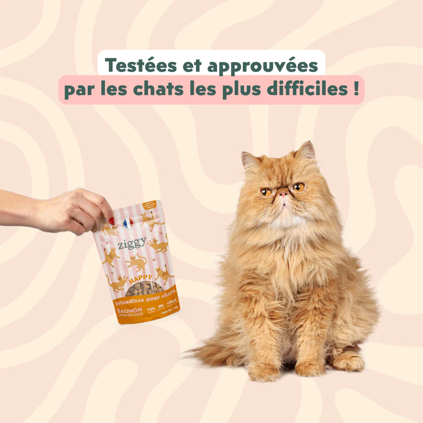 Friandises Happy Chat & Chaton - Ziggy