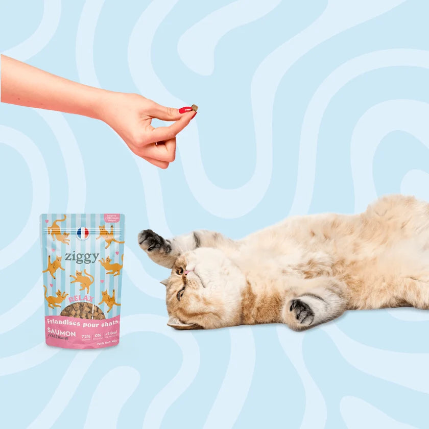 Friandises Relax Chat & Chaton - Ziggy