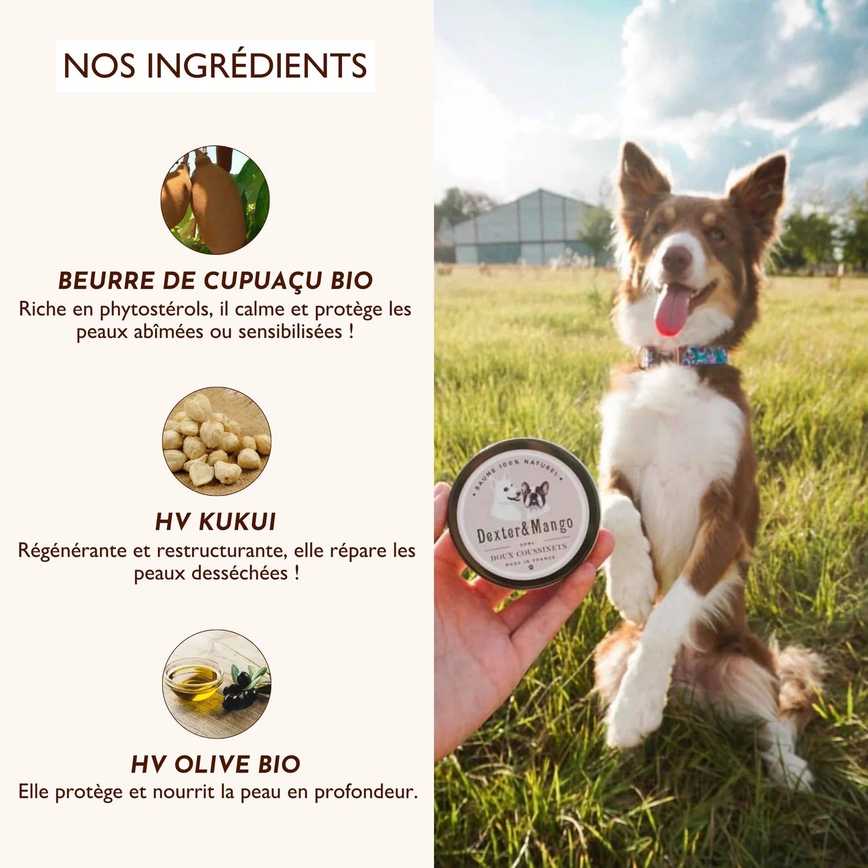 Baume coussinet chien - Dexter&Mango