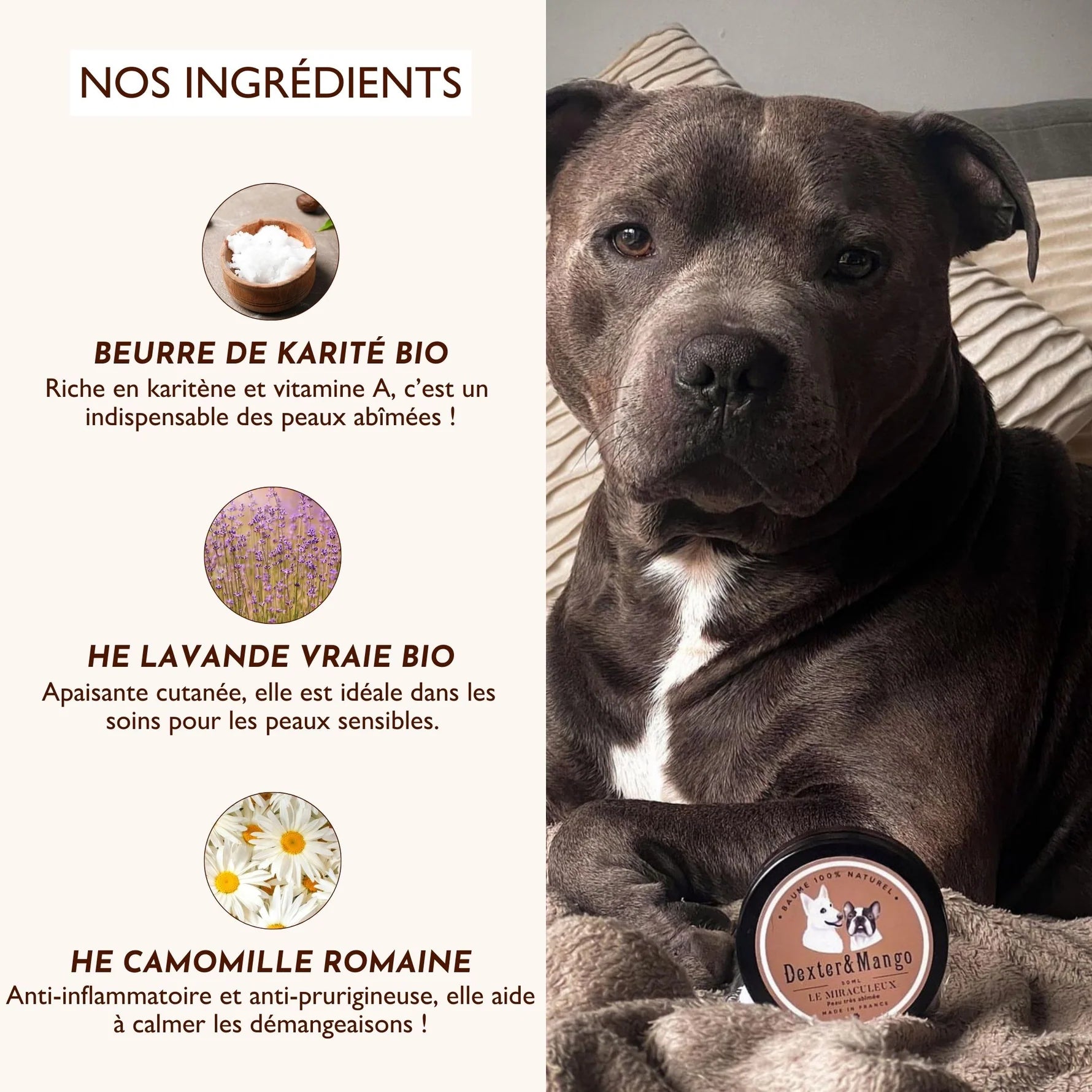 Baume anti démangeaison pour chien - Dexter&Mango