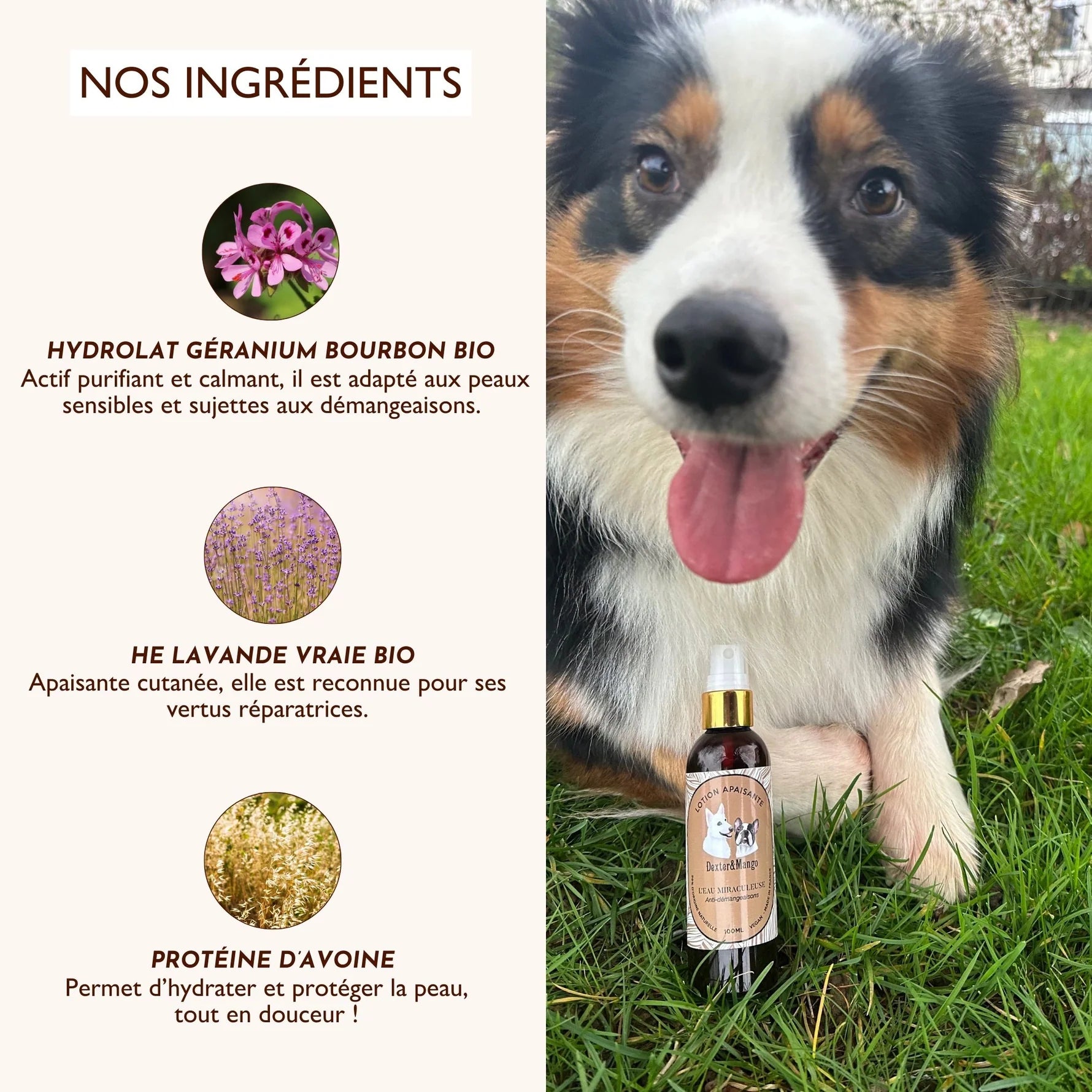 Lotion anti démangeaison chien - Dexter&Mango