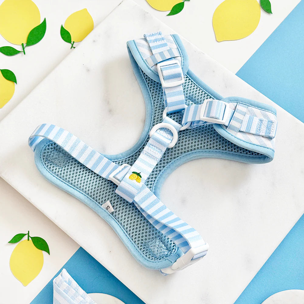 Harnais réglable Living La Vida Lemon - Cocopup London