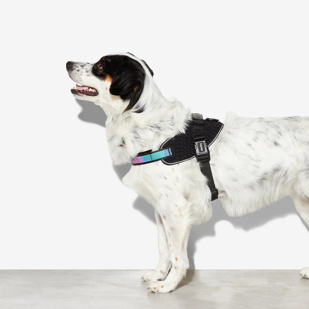 Harnais avec poignée Flyharness Gotham - Zee.dog