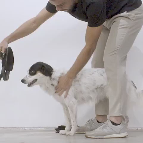 Harnais avec poignée Flyharness Galaxy - Zee.dog (Taille 3)