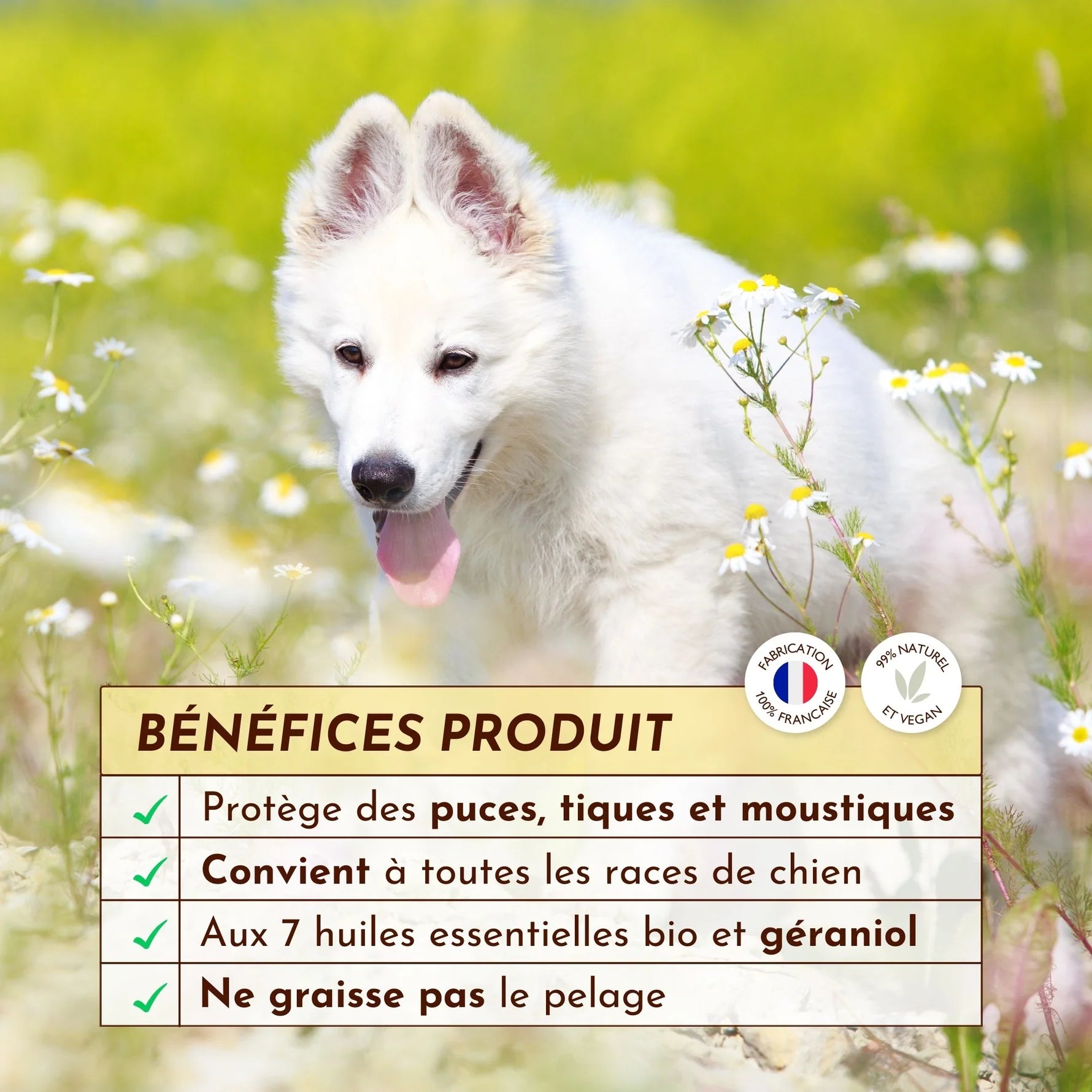 Lotion antiparasitaire - Dexter&Mango