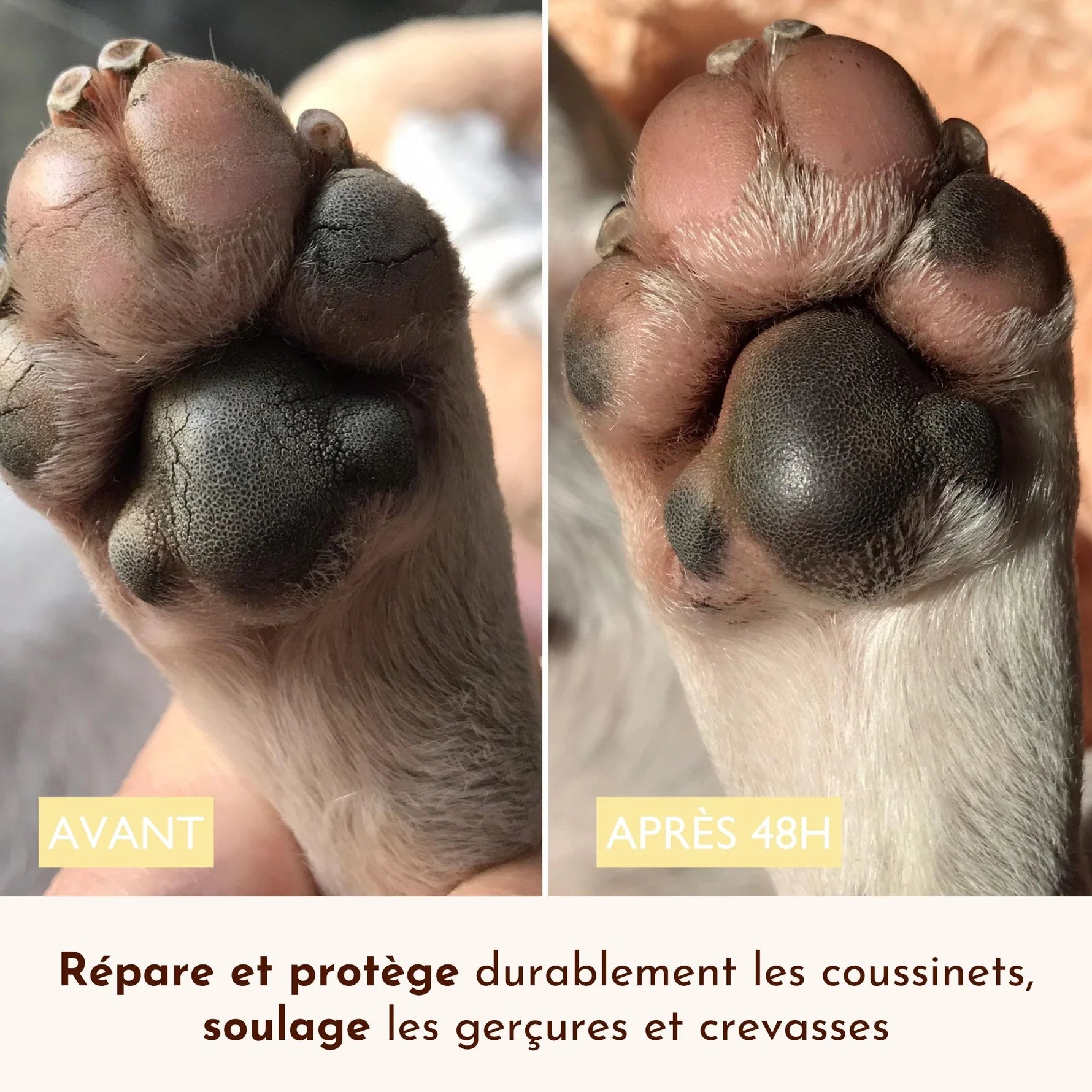 Baume coussinet chien - Dexter&Mango