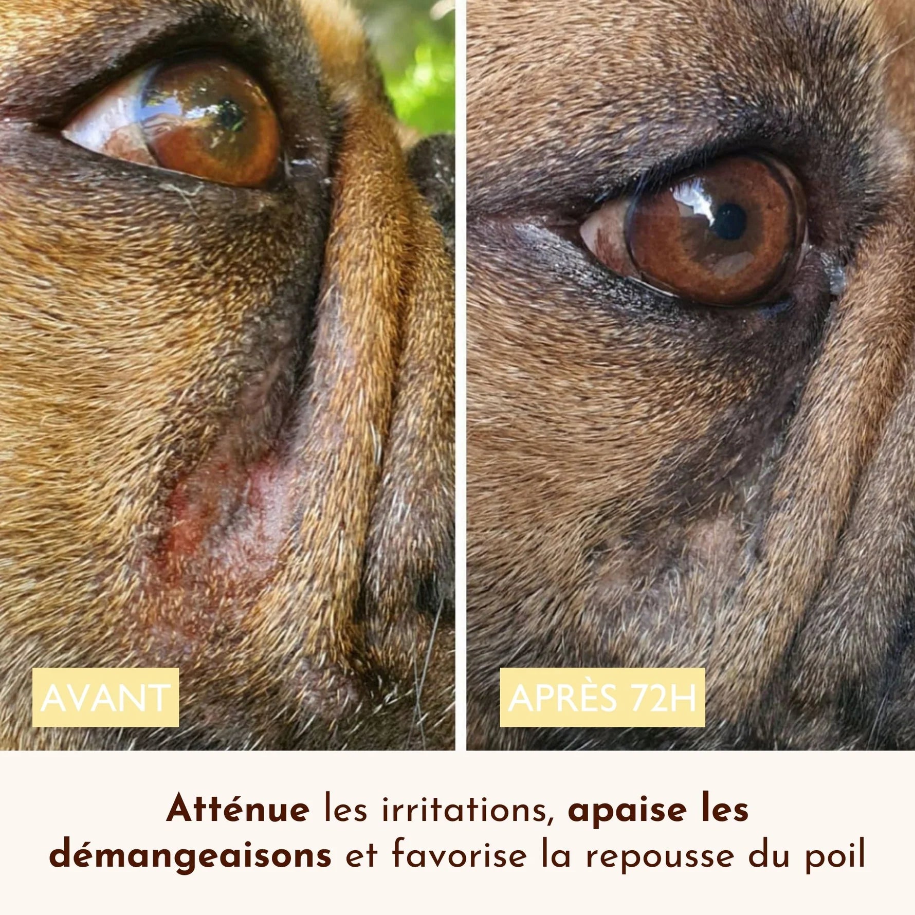 Baume irritation peau du chien - Dexter&Mango