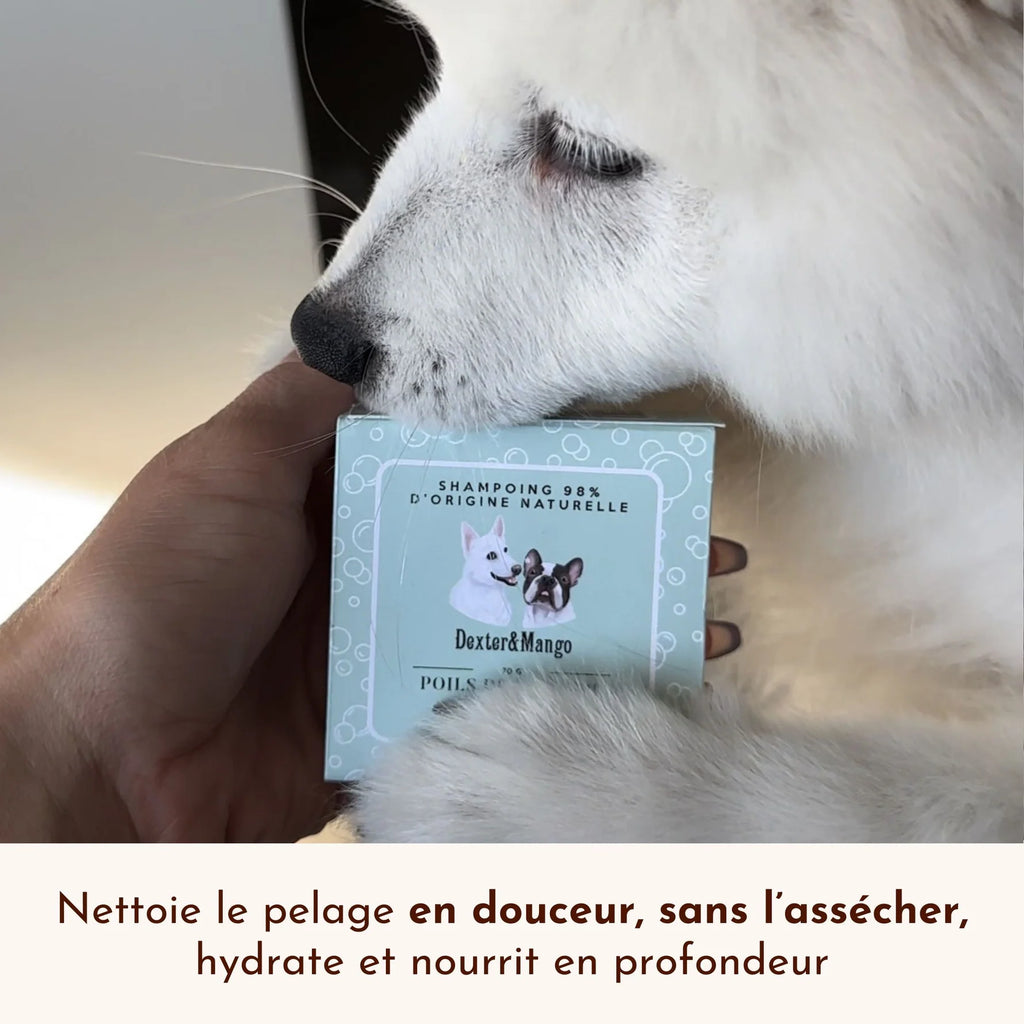 Shampoing solide universel pour chien - Dexter&Mango
