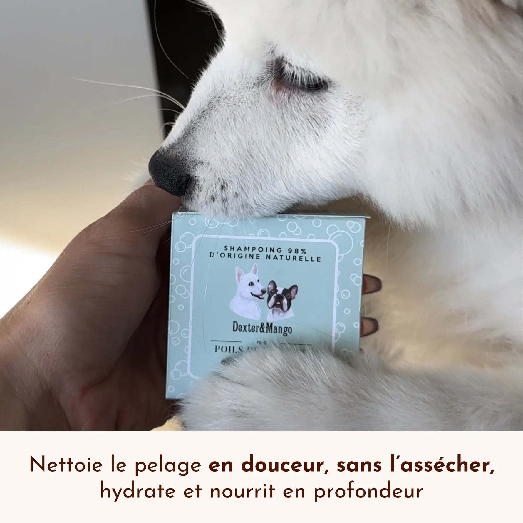 Shampoing solide universel pour chien - Dexter&Mango