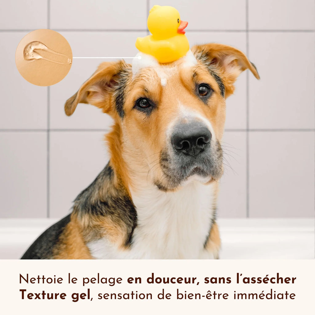 Shampoing pour chien liquide - Dexter&Mango