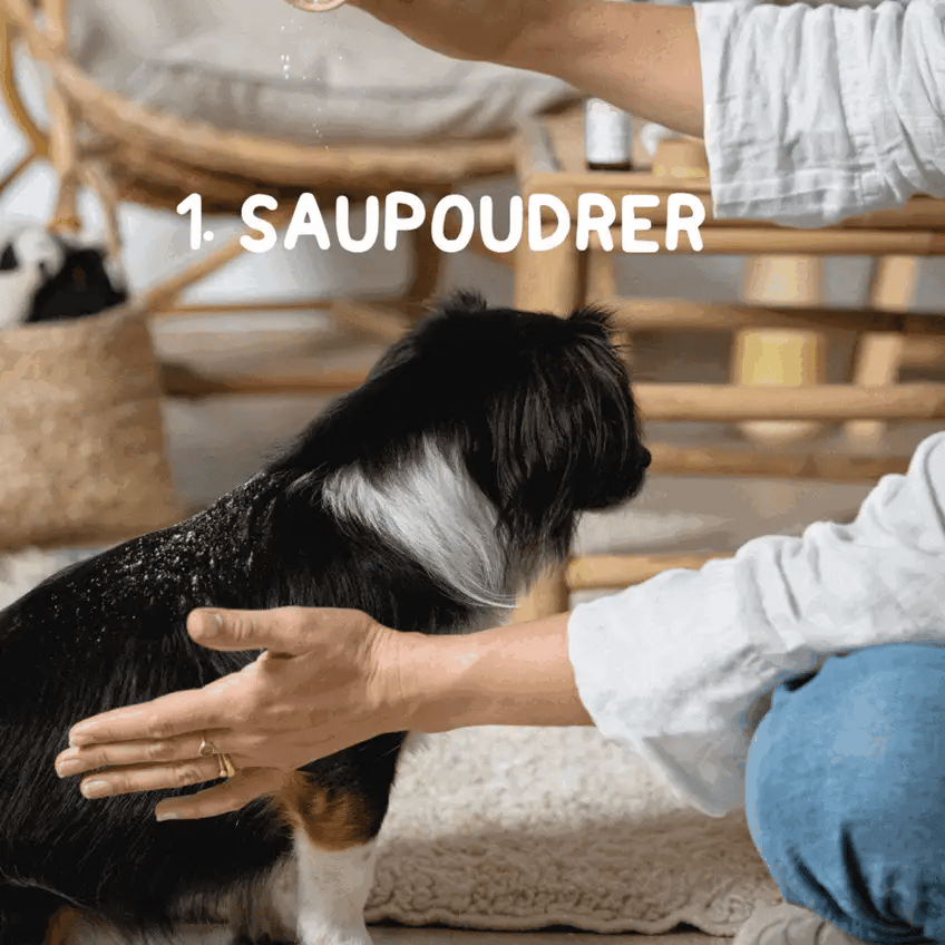 Shampoing sec certifié bio - Toutou.care