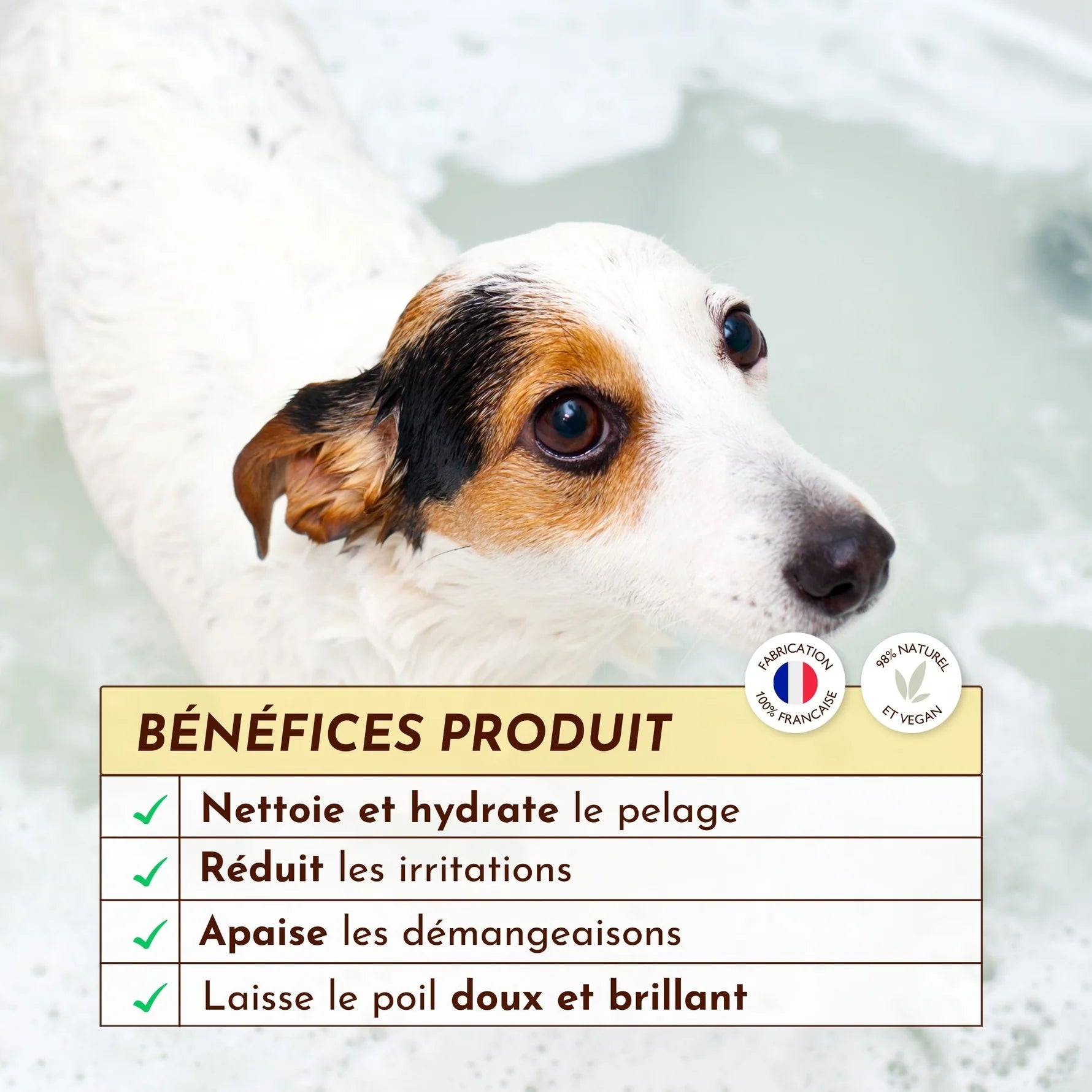 Shampoing solide pour chien - Dexter&Mango