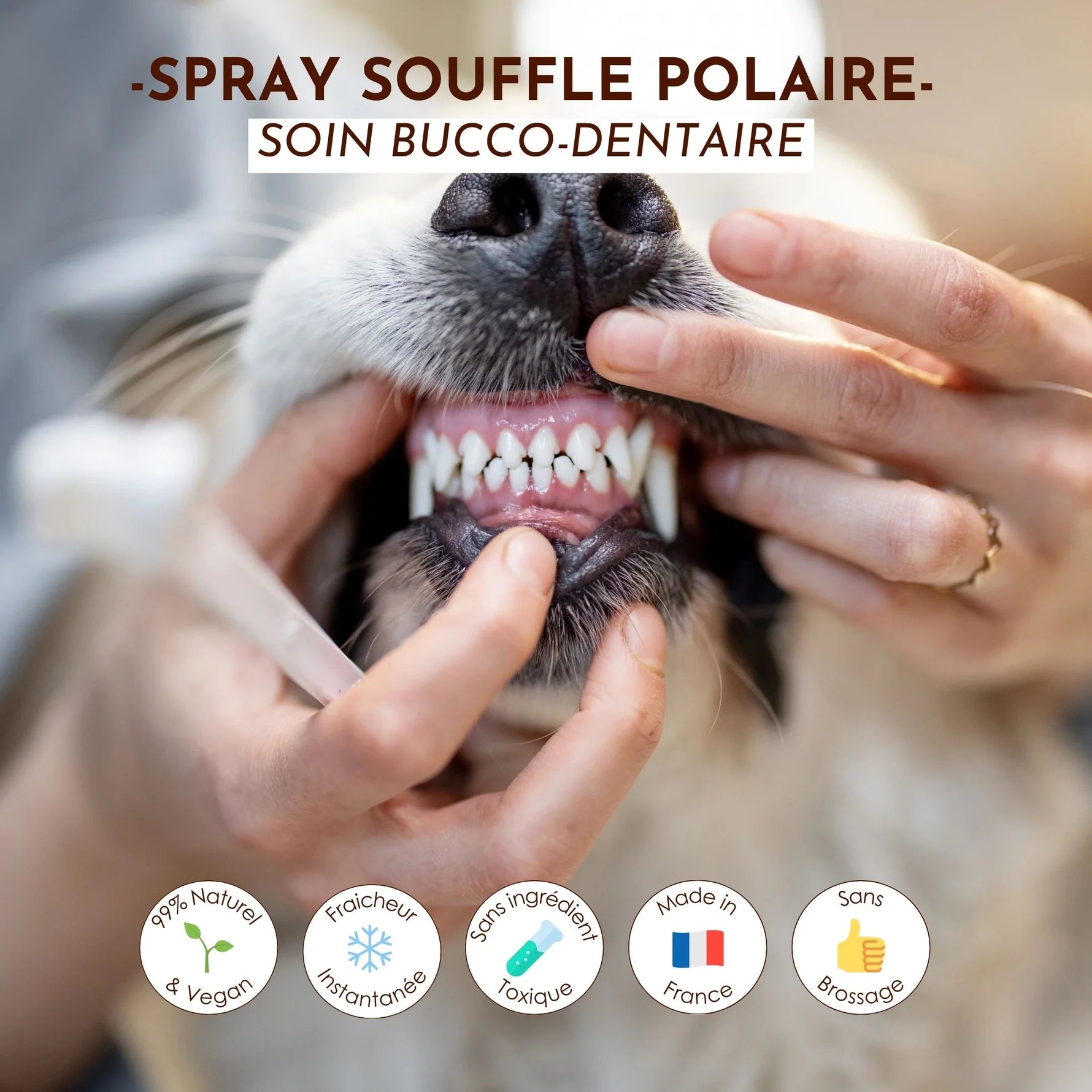 Spray buccal pour chien - Dexter&Mango