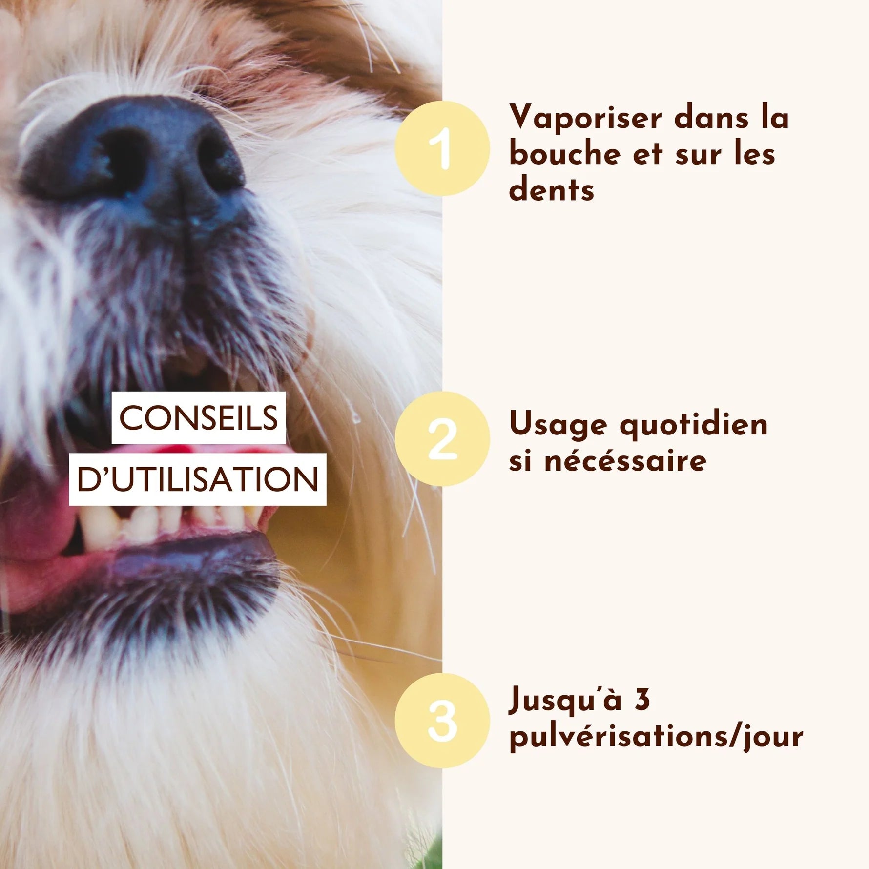 Spray buccal pour chien - Dexter&Mango