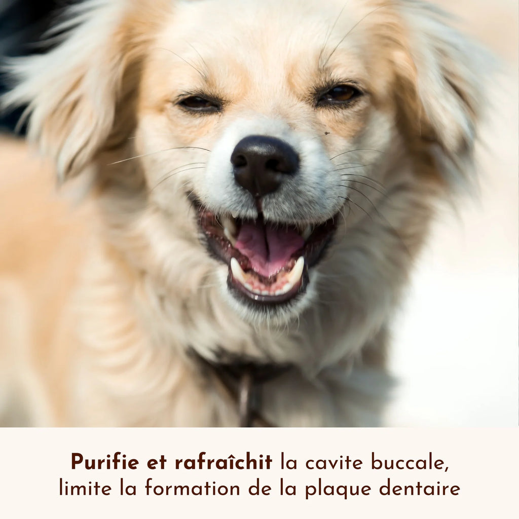 Spray buccal pour chien - Dexter&Mango