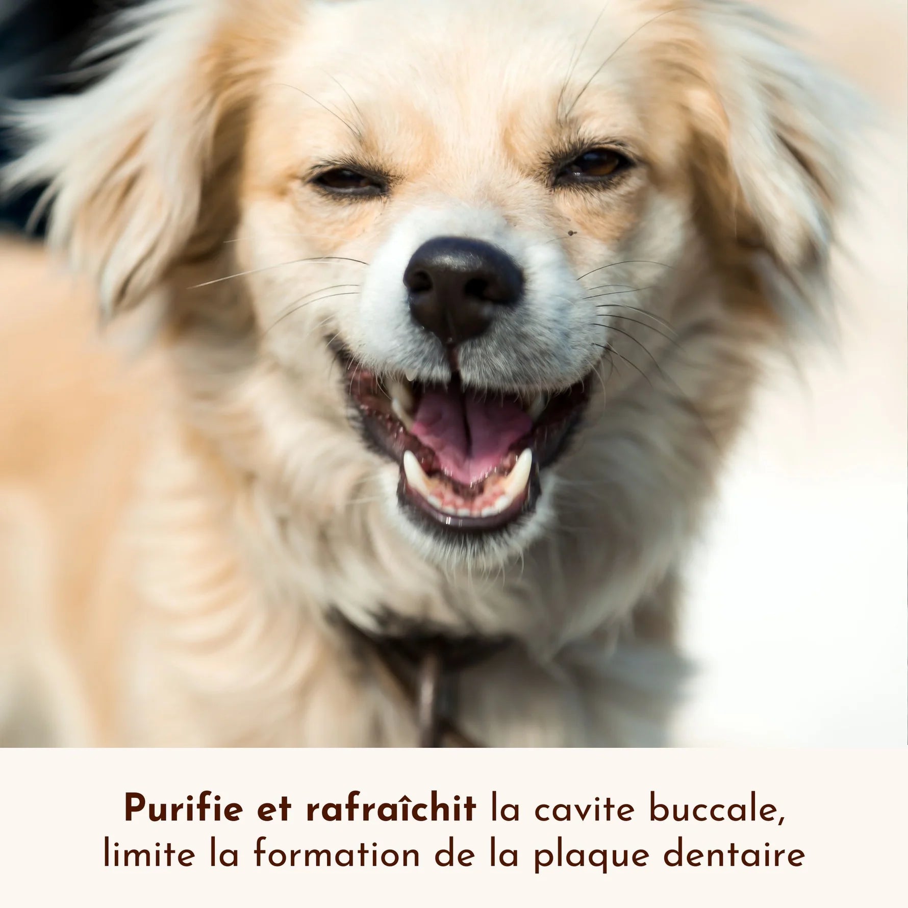 Spray buccal pour chien - Dexter&Mango