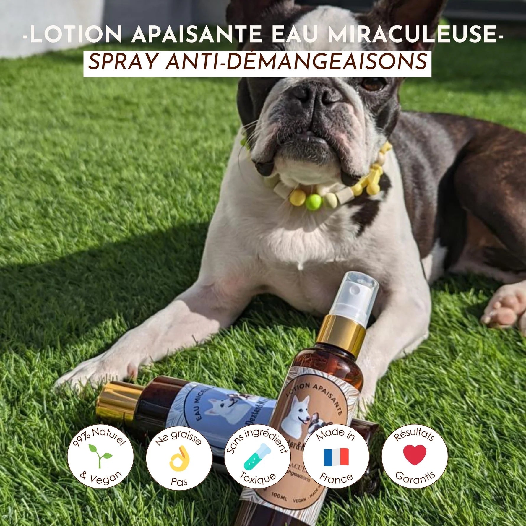 Lotion anti démangeaison chien - Dexter&Mango