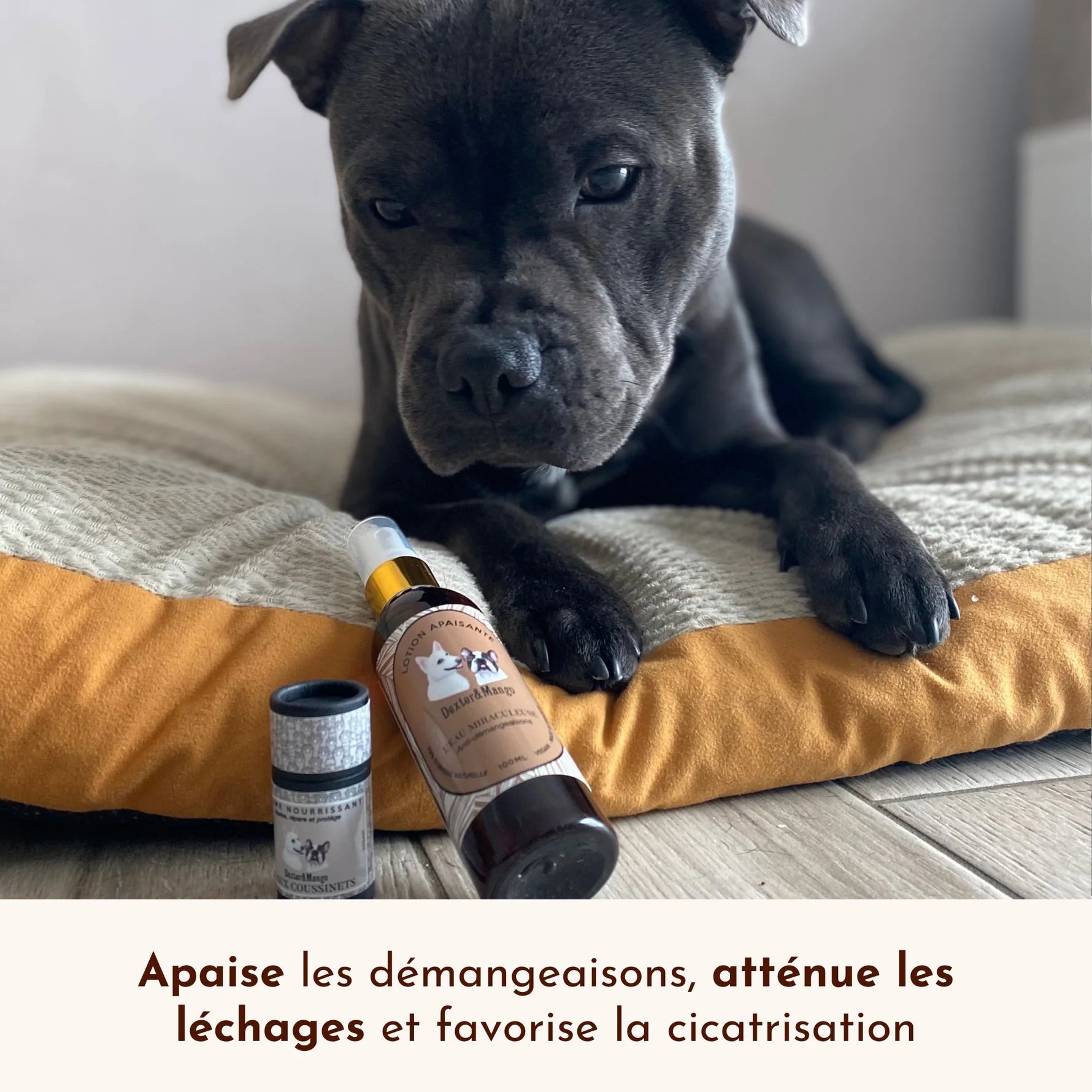 Lotion anti démangeaison chien - Dexter&Mango
