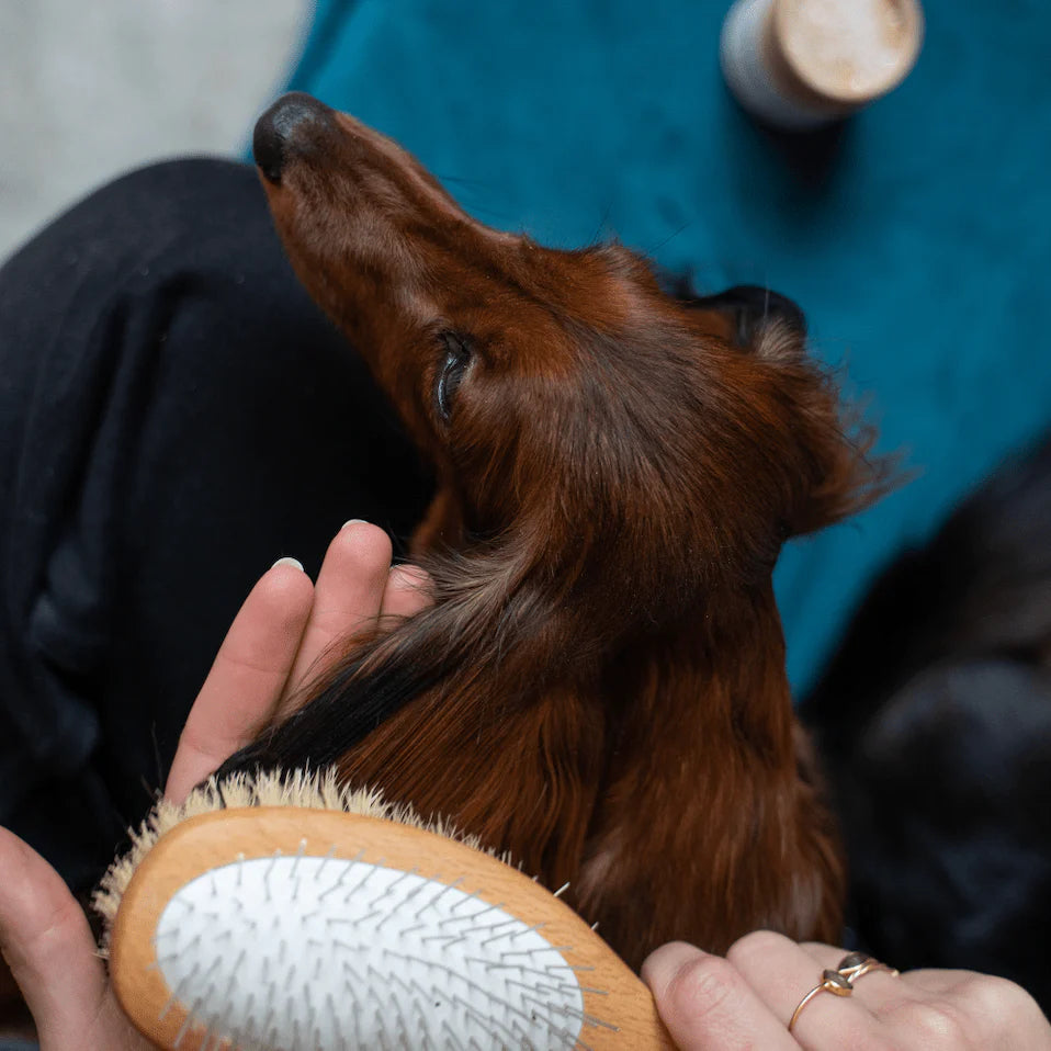 Brosses pour poils longs et mi-longs - Toutou.care